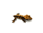 Harlequin Crested Gecko