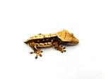 Whiteout Harlequin Crested Gecko
