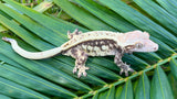 Extreme Harlequin Pinstripe Crested Gecko