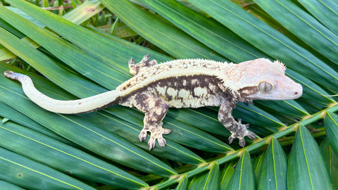 Extreme Harlequin Pinstripe Crested Gecko