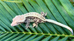 Extreme Harlequin Pinstripe Crested Gecko