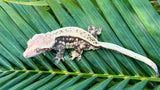 Extreme Harlequin Pinstripe Crested Gecko