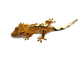 Creamsicle 100% Het Axanthic Crested Gecko