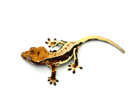 100% Het Axanthic Lilly White Crested Gecko