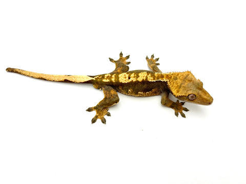 100% Het Axanthic Crested Gecko