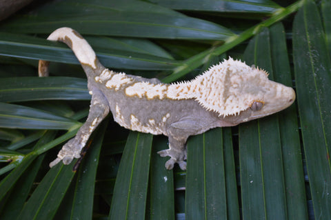 100% Het Axanthic Crested Gecko