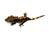 100% Het Axanthic Crested Gecko