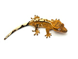 Creamsicle 100% Het Axanthic Crested Gecko