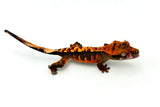 100% Het Axanthic Crested Gecko