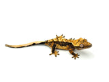 100% Het Axanthic Crested Gecko