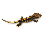 100% Het Axanthic Crested Gecko