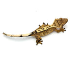 Creamsicle 100% Het Axanthic Crested Gecko