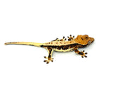 100% Het Axanthic Lilly White Crested Gecko