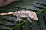 100% Het Axanthic Crested Gecko