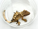 Creamsicle 100% Het Axanthic Crested Gecko