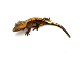 Het Leucistic Crested Gecko (Fire) *NEW MORPH*