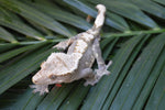 100% Het Axanthic Crested Gecko