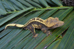 Emptyback Quadstripe Dalmatian Crested Gecko (Het Phantom)