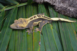 Emptyback Quadstripe Dalmatian Crested Gecko (Het Phantom)