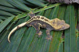 Emptyback Quadstripe Dalmatian Crested Gecko (Het Phantom)