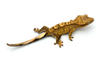 100% Het Axanthic Crested Gecko