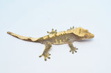 100% Het Axanthic Crested Gecko