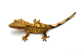100% Het Axanthic Crested Gecko