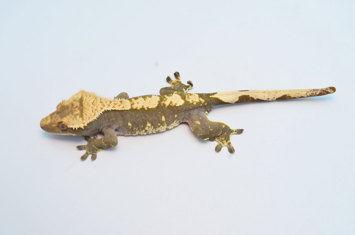 100% het Axanthic Crested Gecko – TikisGeckos