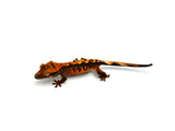 100% Het Axanthic Crested Gecko