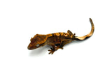 100% Het Axanthic Crested Gecko