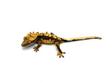 100% Het Axanthic Crested Gecko