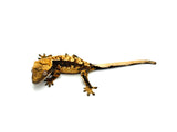 100% Het Axanthic Crested Gecko