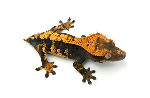 100% Het Axanthic Crested Gecko