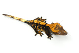 100% Het Axanthic Crested Gecko
