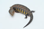 100% Het Ivory Blue Tongue Skink