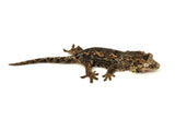 Pine Island Mossy Prehensile Tailed Gecko (High Color)