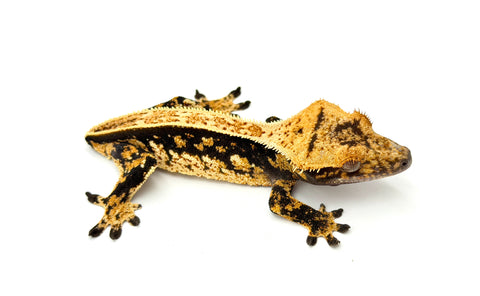 Whiteout Harlequin Pinstripe Crested Gecko