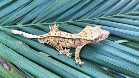 High Coverage Extreme Harlequin Pinstripe Crested Gecko