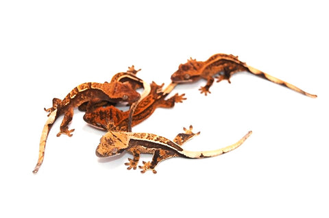 Baby High End Crested Gecko Special