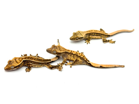 Baby High End Crested Gecko Special