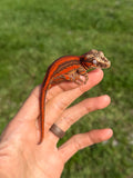 Red Striped Gargoyle Gecko (TAMPAX offspring)