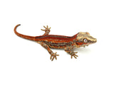 Red Aberrant Striped Gargoyle Gecko