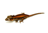Red Six Striped Gargoyle Gecko (Pennywise offspring)