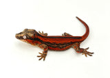 Red Striped Gargoyle Gecko (TAMPAX offspring)