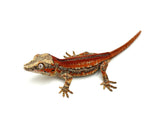 Red Aberrant Striped Gargoyle Gecko