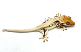 HOLDBACK High Expression Pinstripe Lilly White Crested Gecko