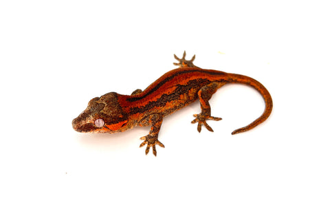 Red Striped Gargoyle Gecko
