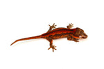 Red Striped Gargoyle Gecko