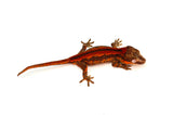 Red Striped Gargoyle Gecko