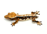 HOLDBACK QUALITY Tricolor Harlequin Crested Gecko (Netflix offspring)